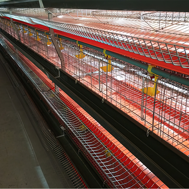 Manure Conveyor Belt